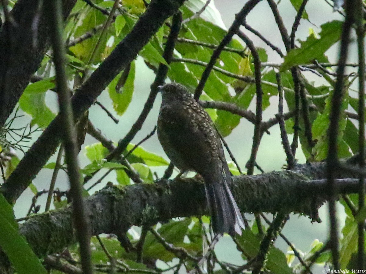 Brown-backed Solitaire - ML604136271