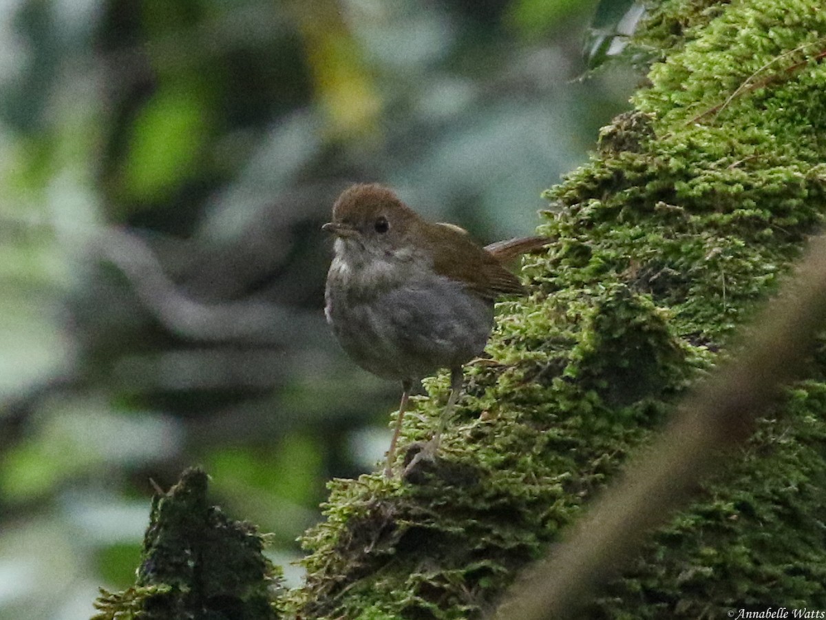 Russet Nightingale-Thrush - ML604136311