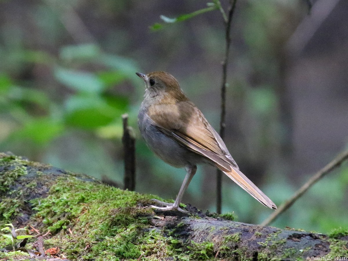 Russet Nightingale-Thrush - ML604136331