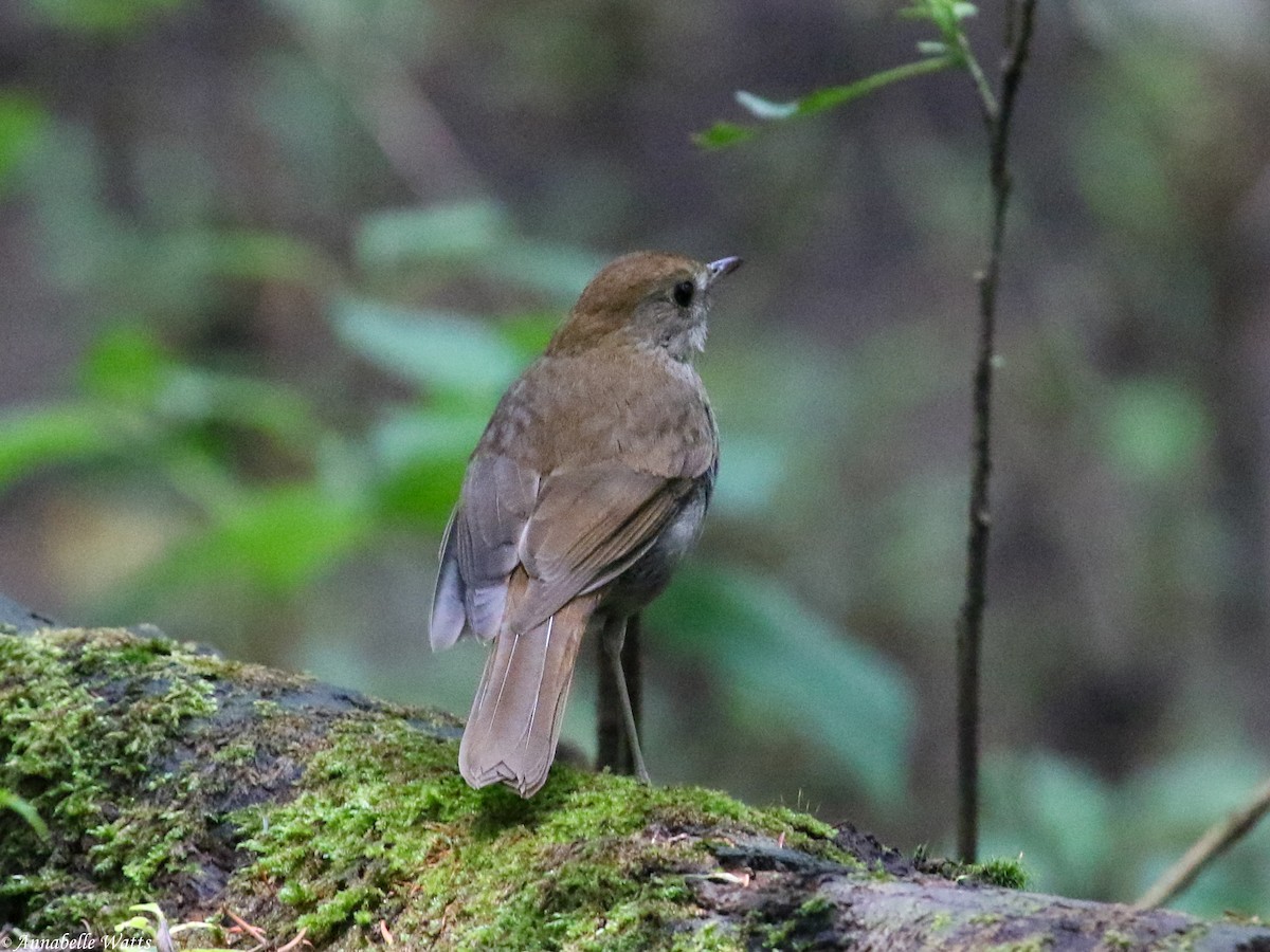 Russet Nightingale-Thrush - ML604136401