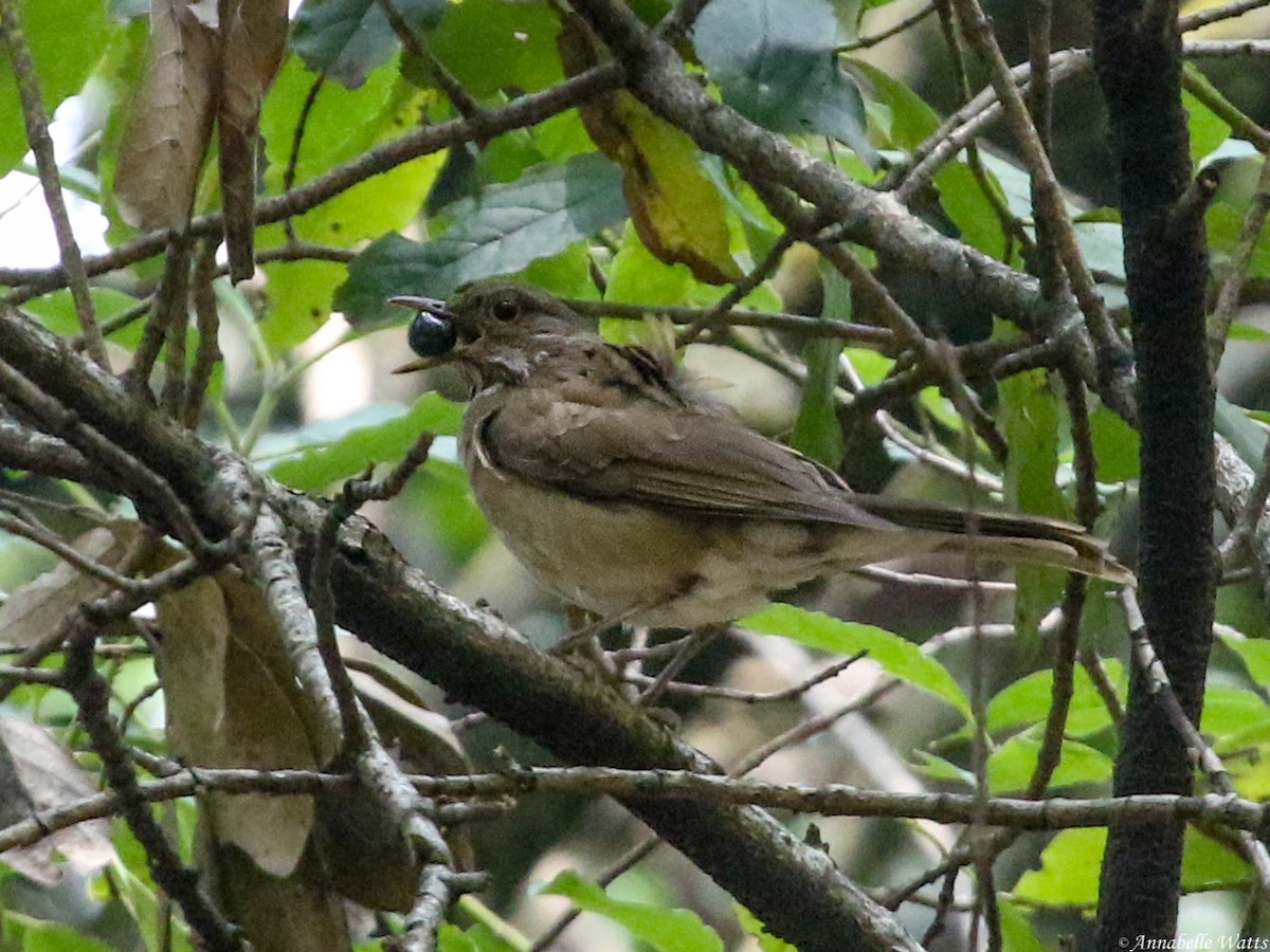 White-throated Thrush - ML604136531