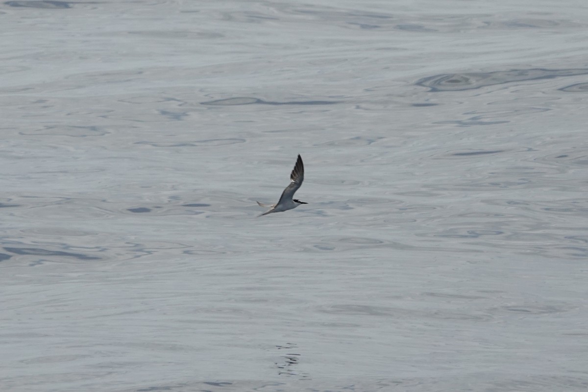 Bridled Tern - ML604136541