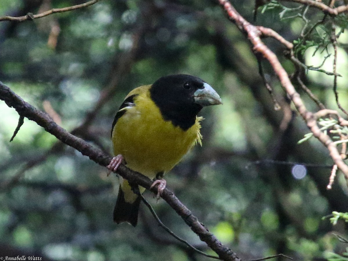 Hooded Grosbeak - ML604136621