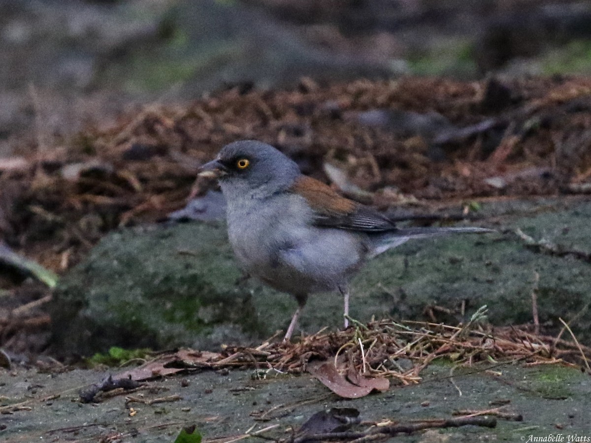 Yellow-eyed Junco - ML604136741