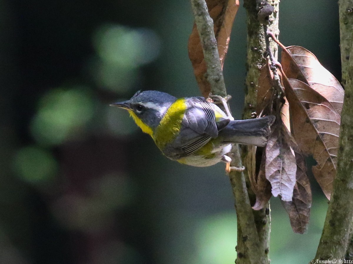 Crescent-chested Warbler - ML604136751