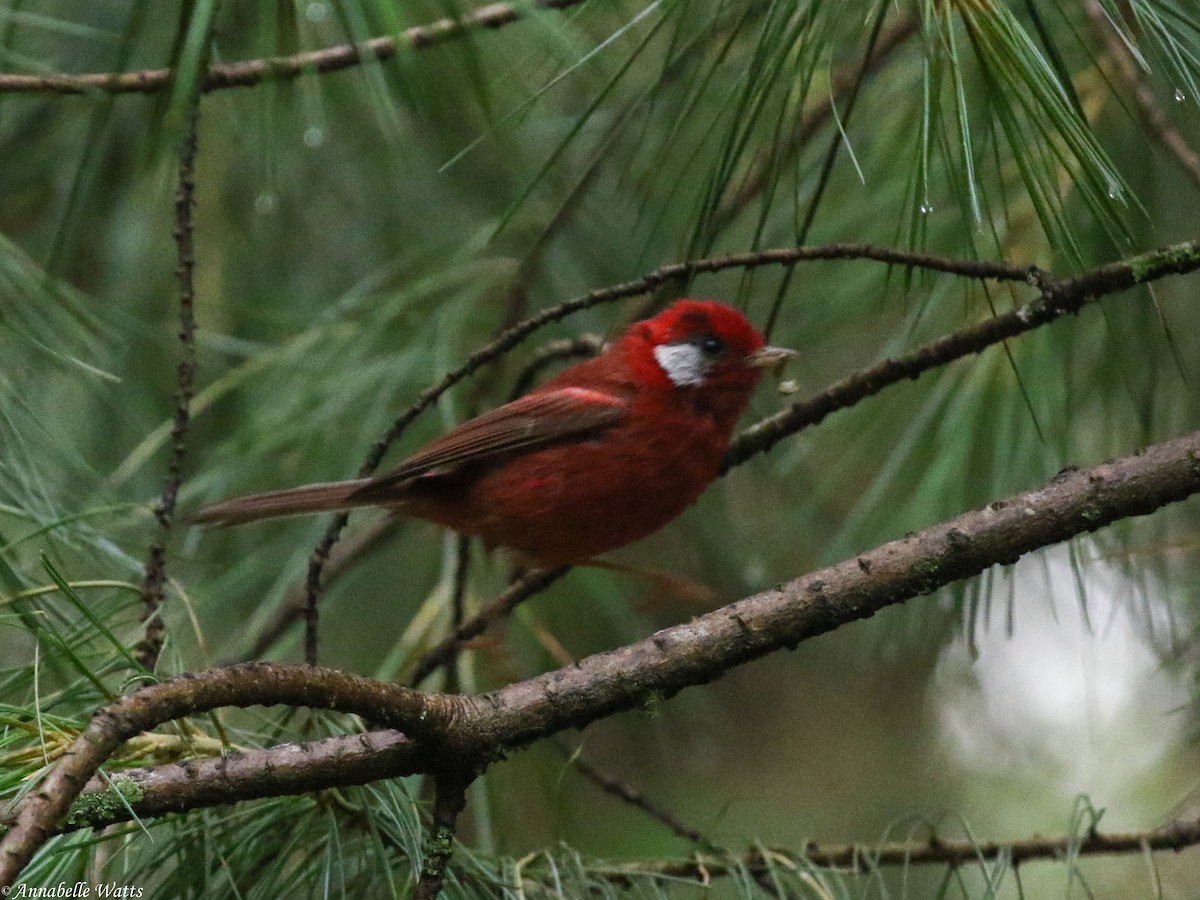 Red Warbler - ML604136781