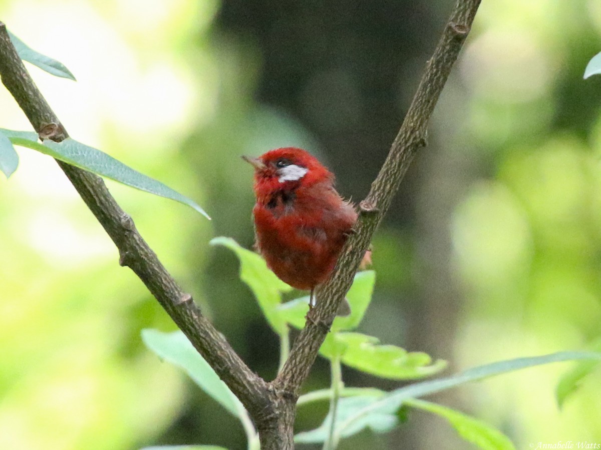 Red Warbler - ML604136791