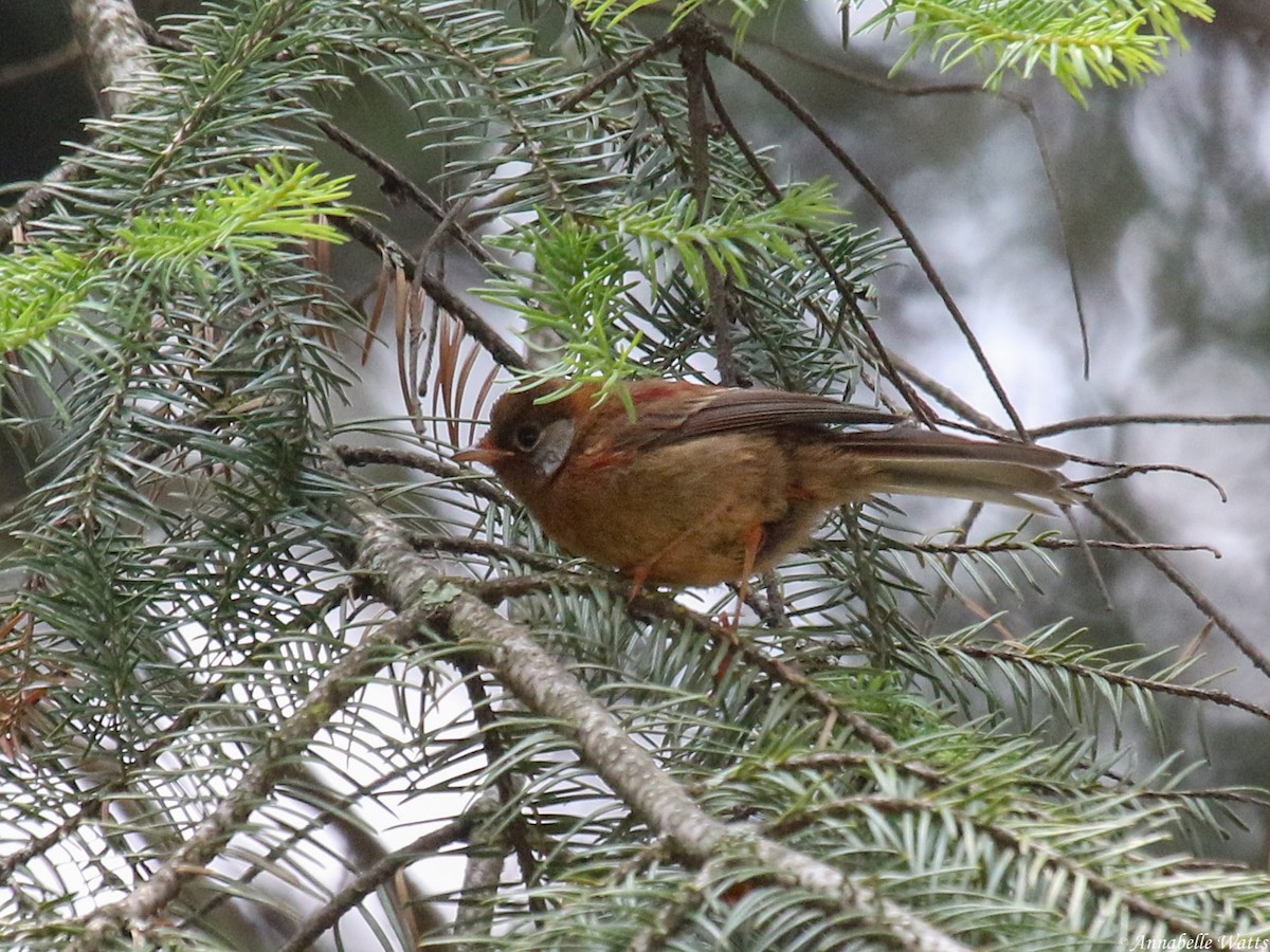 Red Warbler - ML604136801