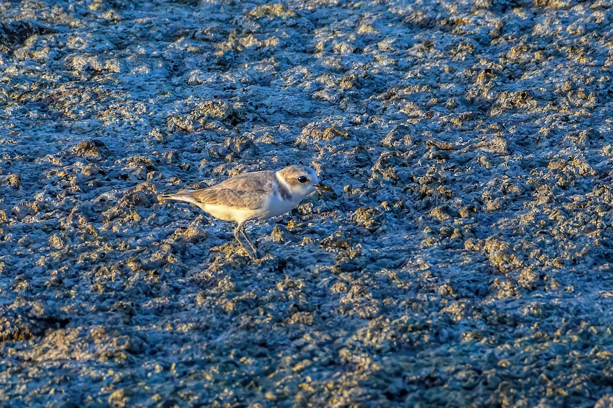 Snowy Plover - ML604138561