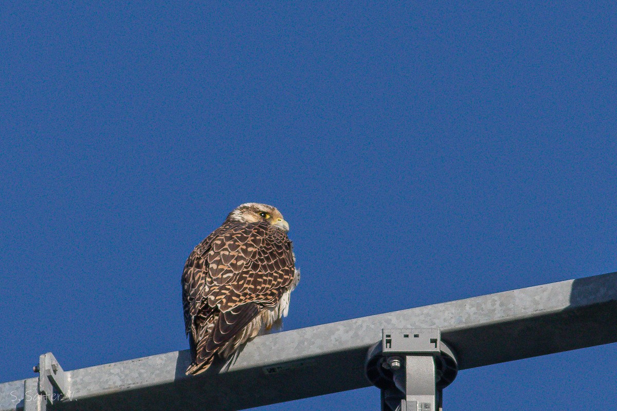 Peregrine Falcon (South American) - Sebastián Saiter Villagrán