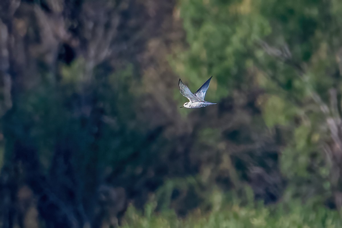 黑浮鷗 - ML604138761