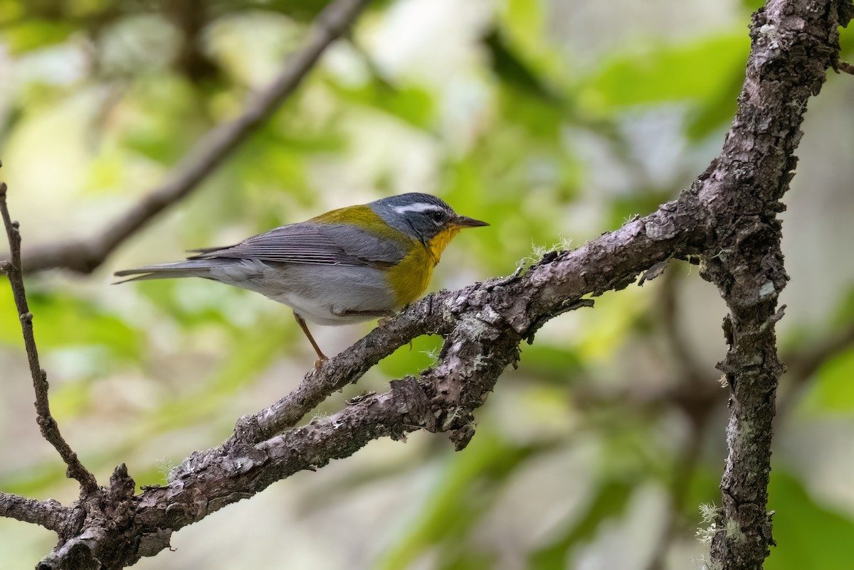 Crescent-chested Warbler - ML604139191