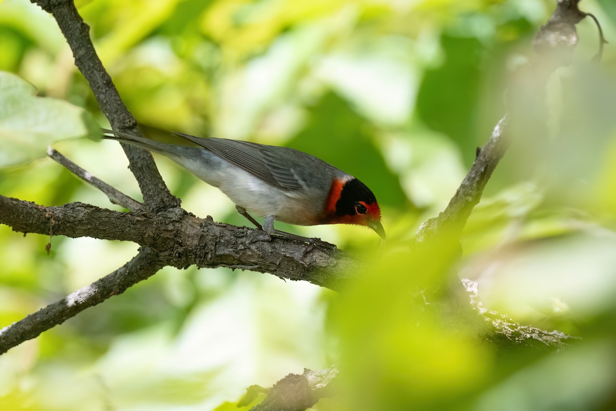 Red-faced Warbler - Adam Jackson