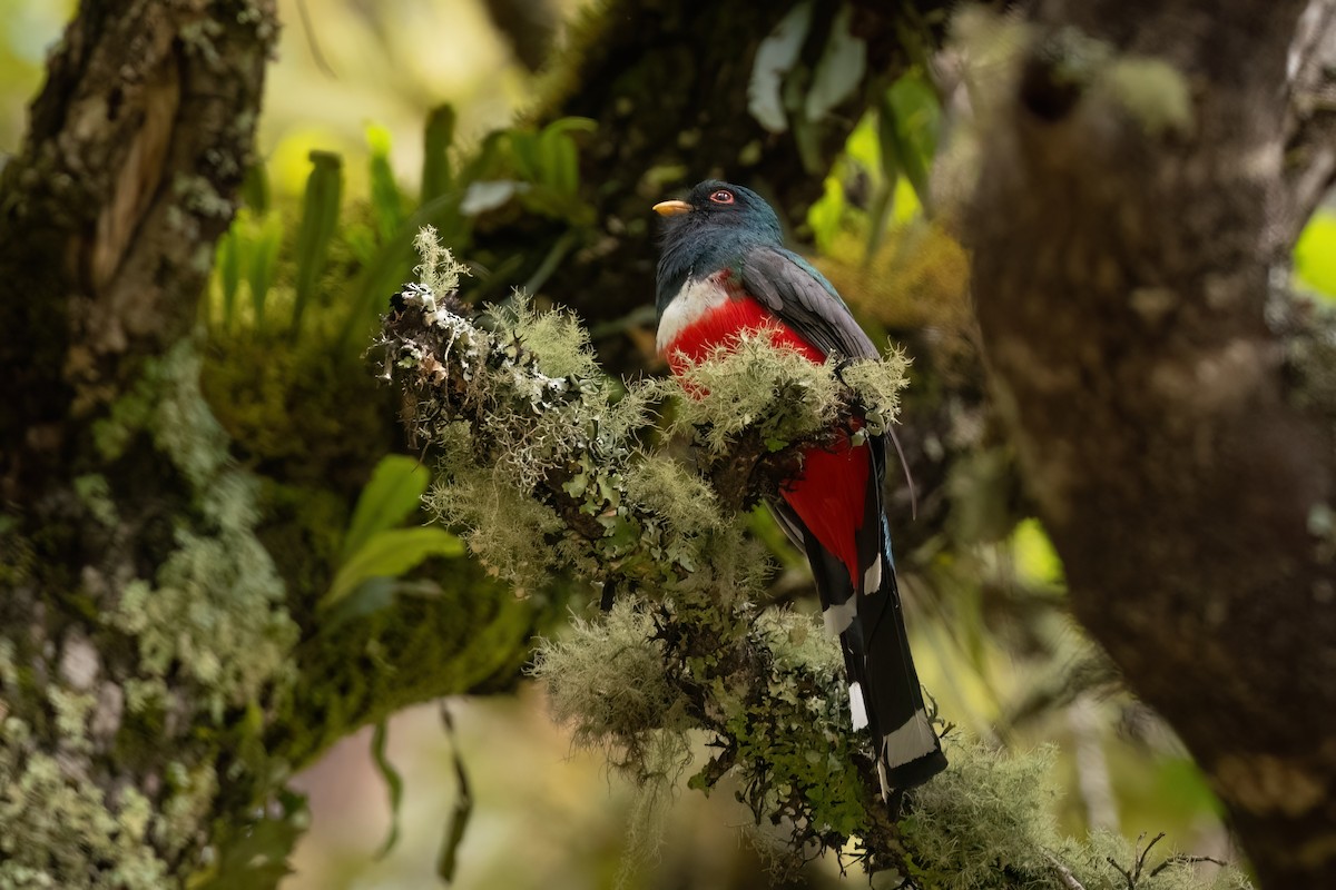 Mountain Trogon - Adam Jackson