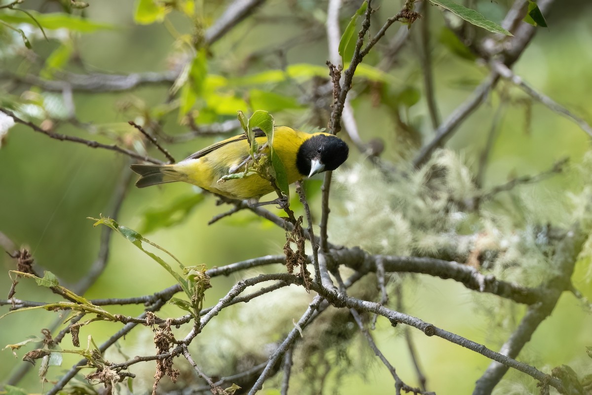 Black-headed Siskin - ML604139331