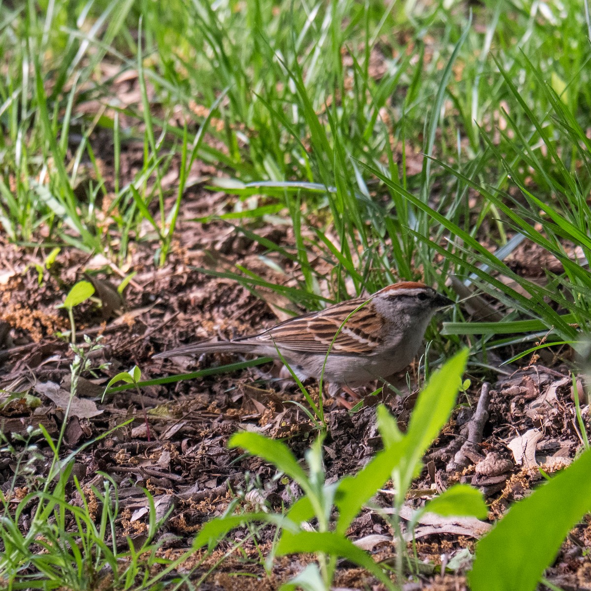 Chipping Sparrow - ML604139641