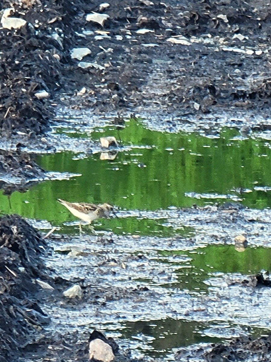 Least Sandpiper - ML604140381