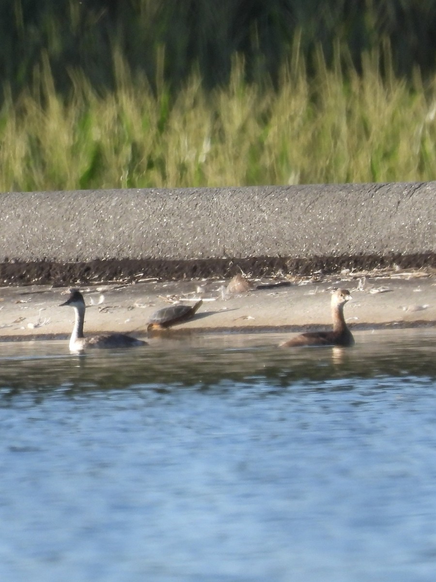 Pied-billed Grebe - ML604140881