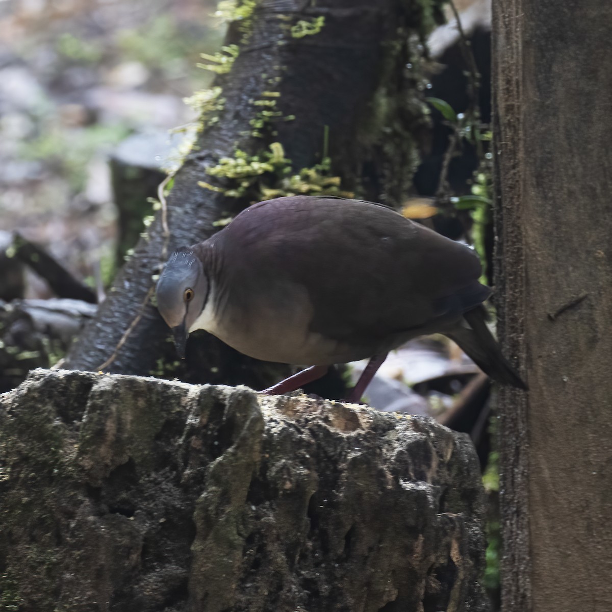 White-throated Quail-Dove - ML604140991