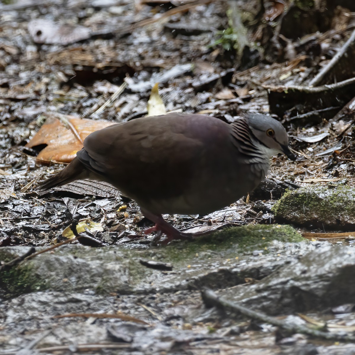 White-throated Quail-Dove - ML604141001