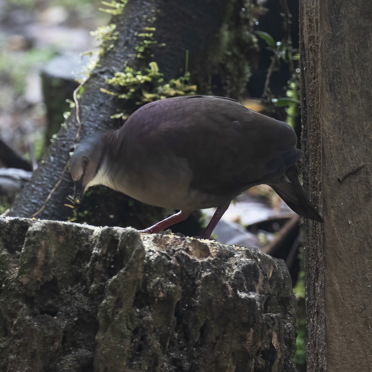 White-throated Quail-Dove - ML604141011