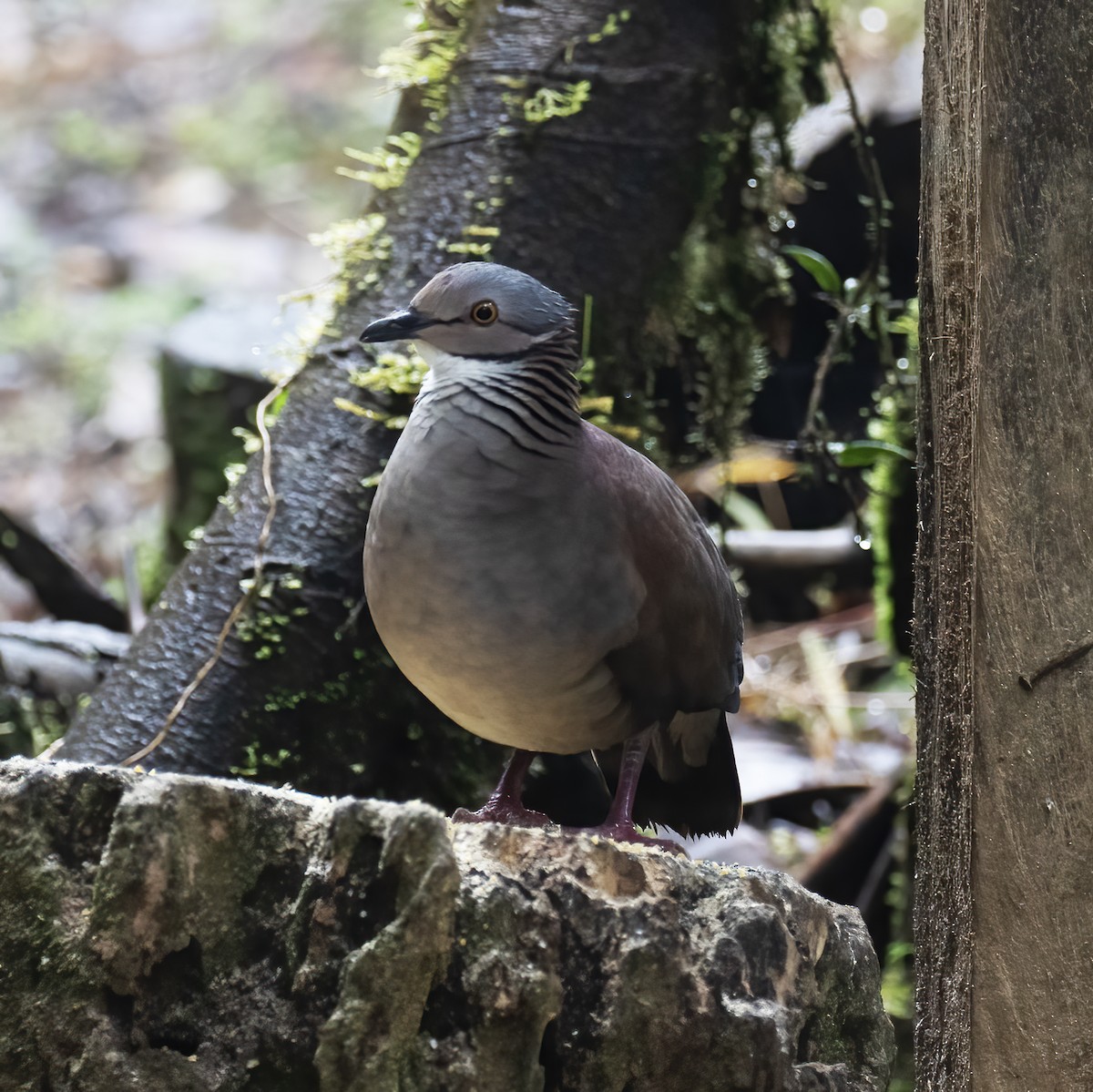 White-throated Quail-Dove - ML604141021