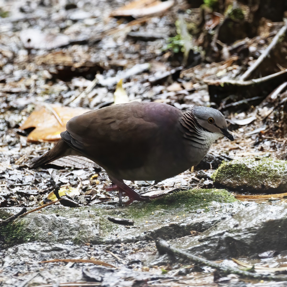 White-throated Quail-Dove - ML604141031