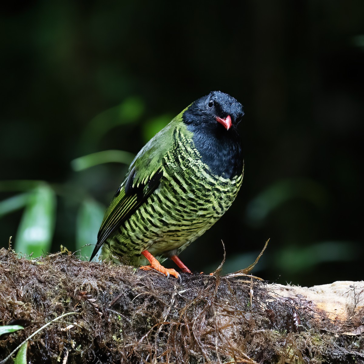 Barred Fruiteater - Gary Rosenberg