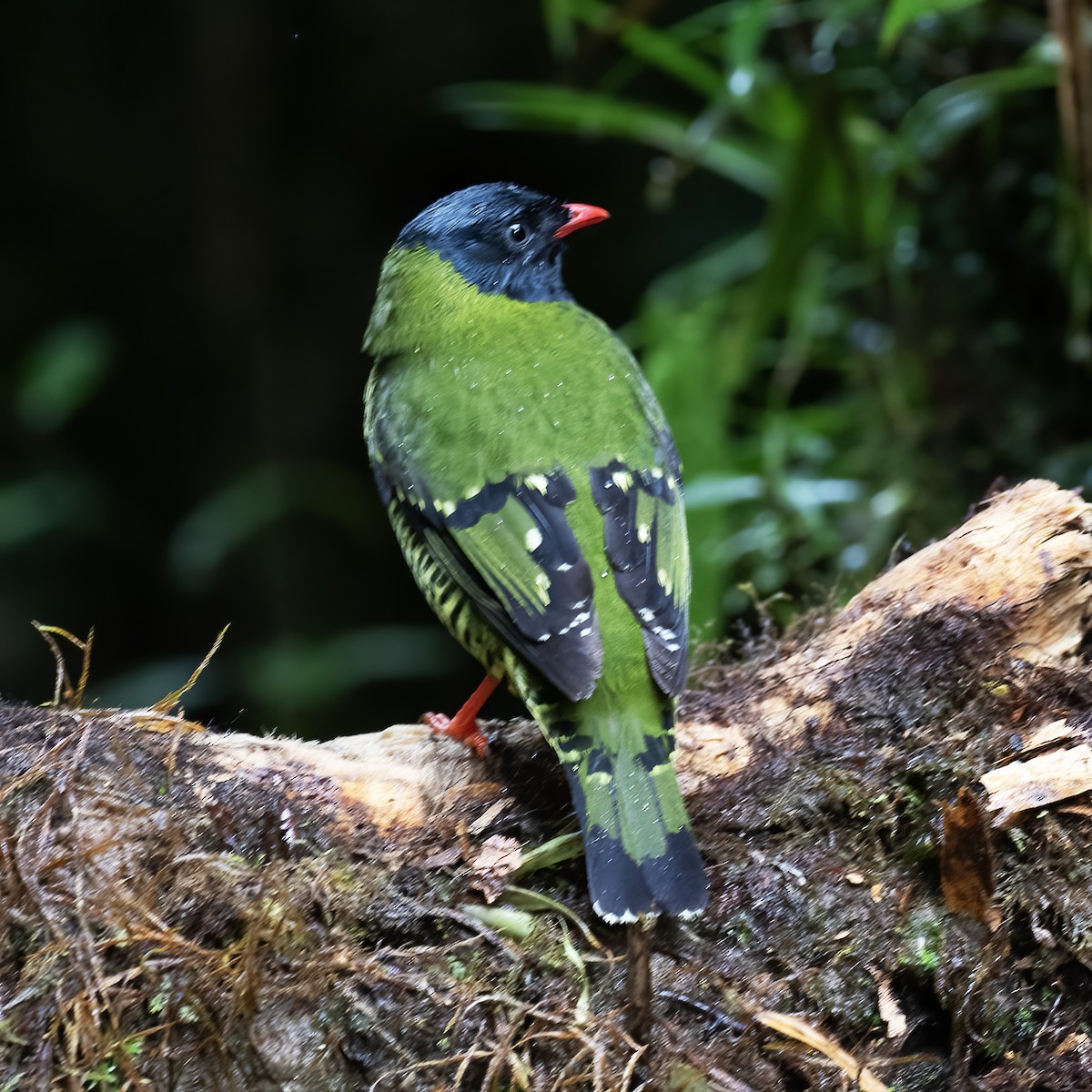 Barred Fruiteater - Gary Rosenberg