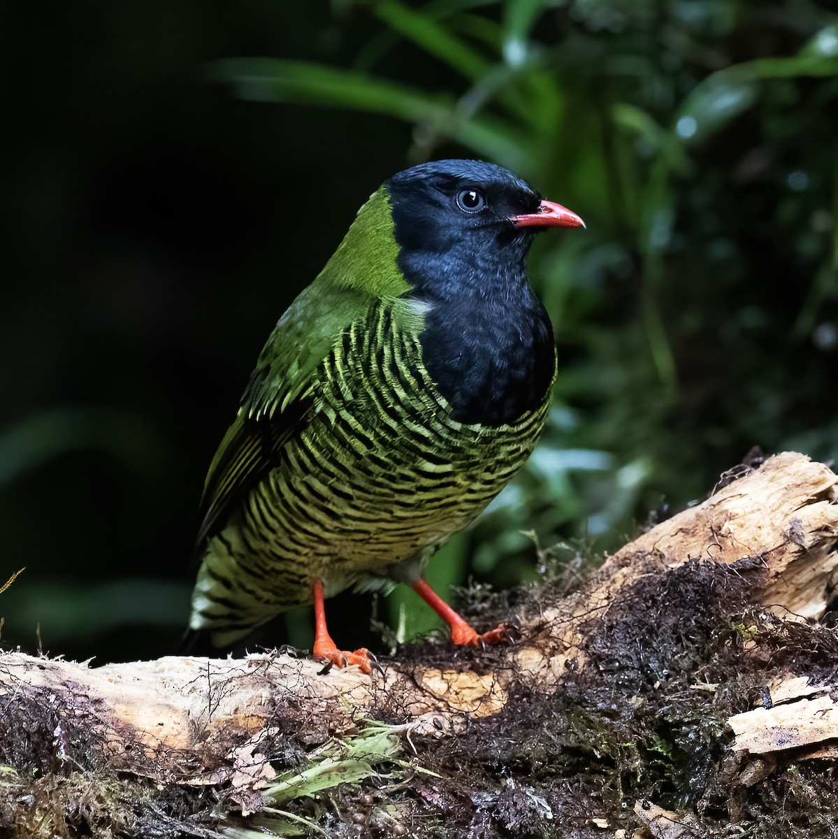 Barred Fruiteater - Gary Rosenberg