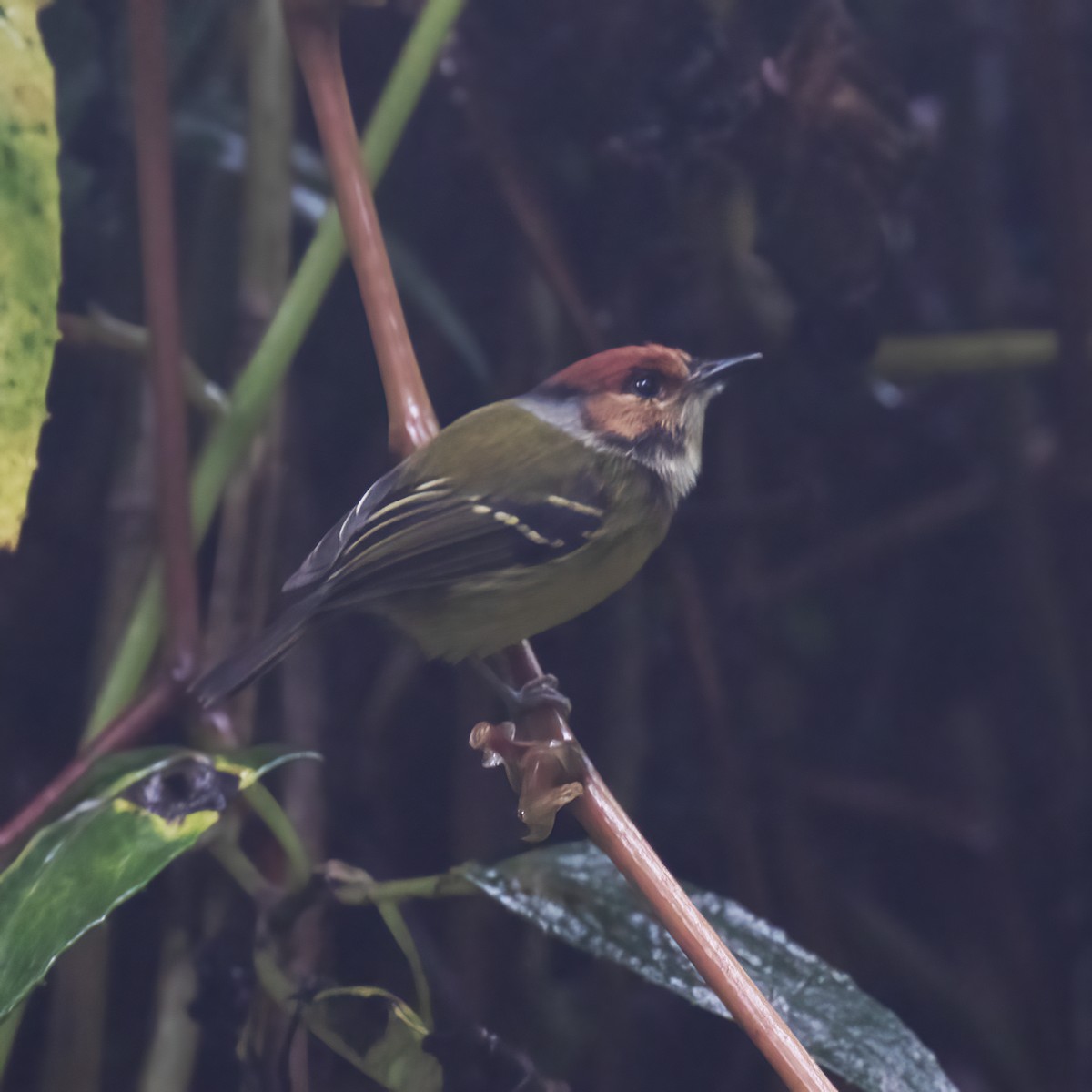 Rufous-crowned Tody-Flycatcher - ML604142111