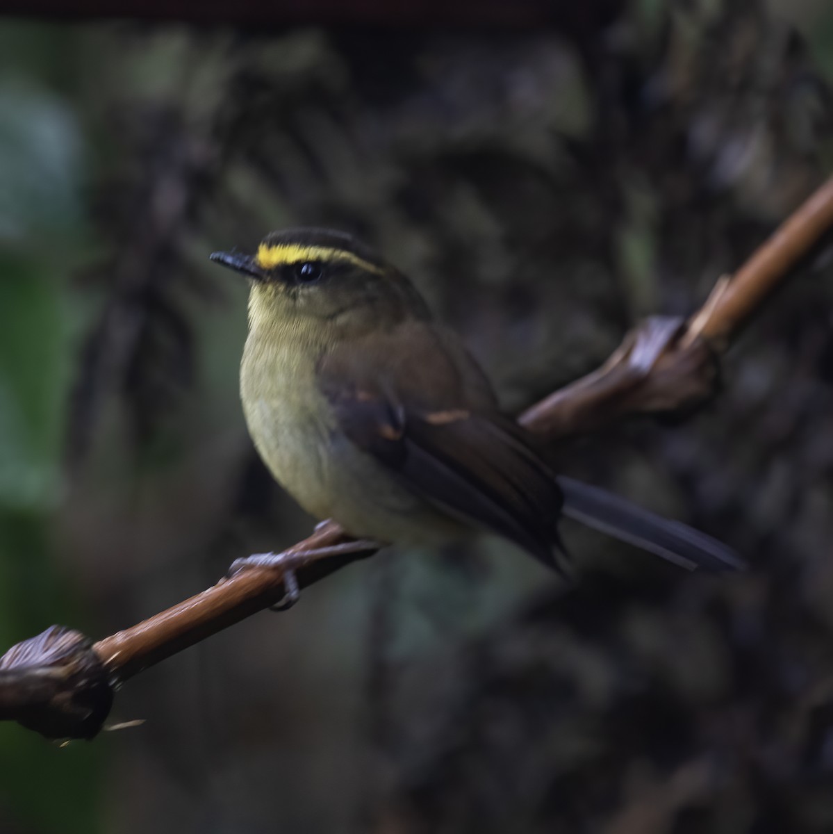 Yellow-bellied Chat-Tyrant - ML604142291