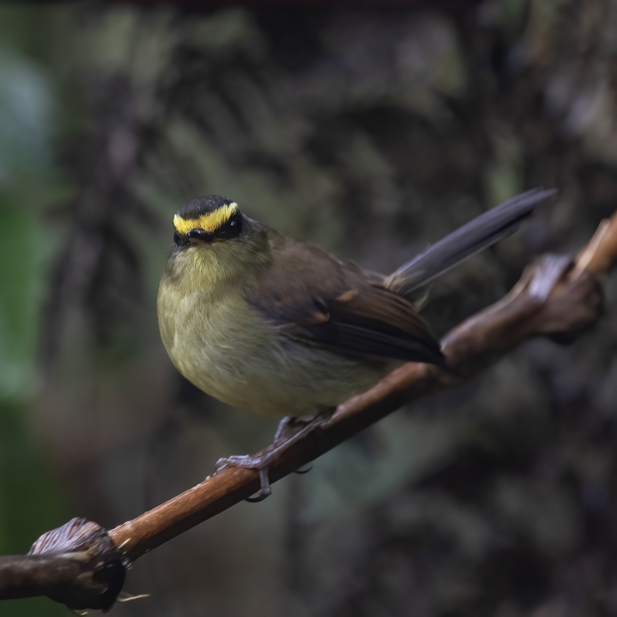 Yellow-bellied Chat-Tyrant - ML604142301
