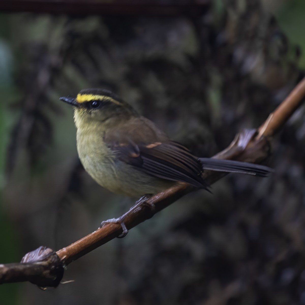 Yellow-bellied Chat-Tyrant - ML604142311