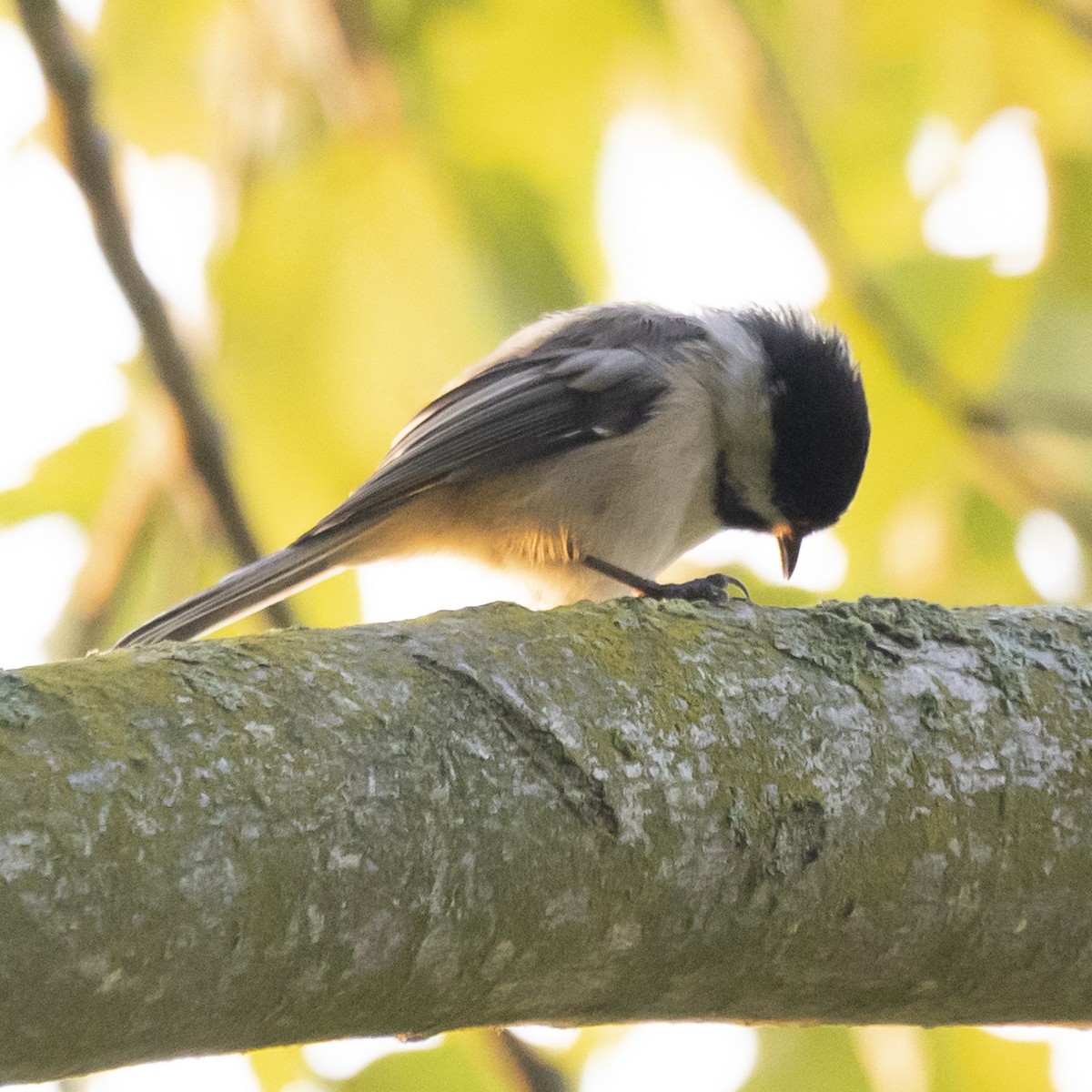 Black-capped Chickadee - Jim Tolbert