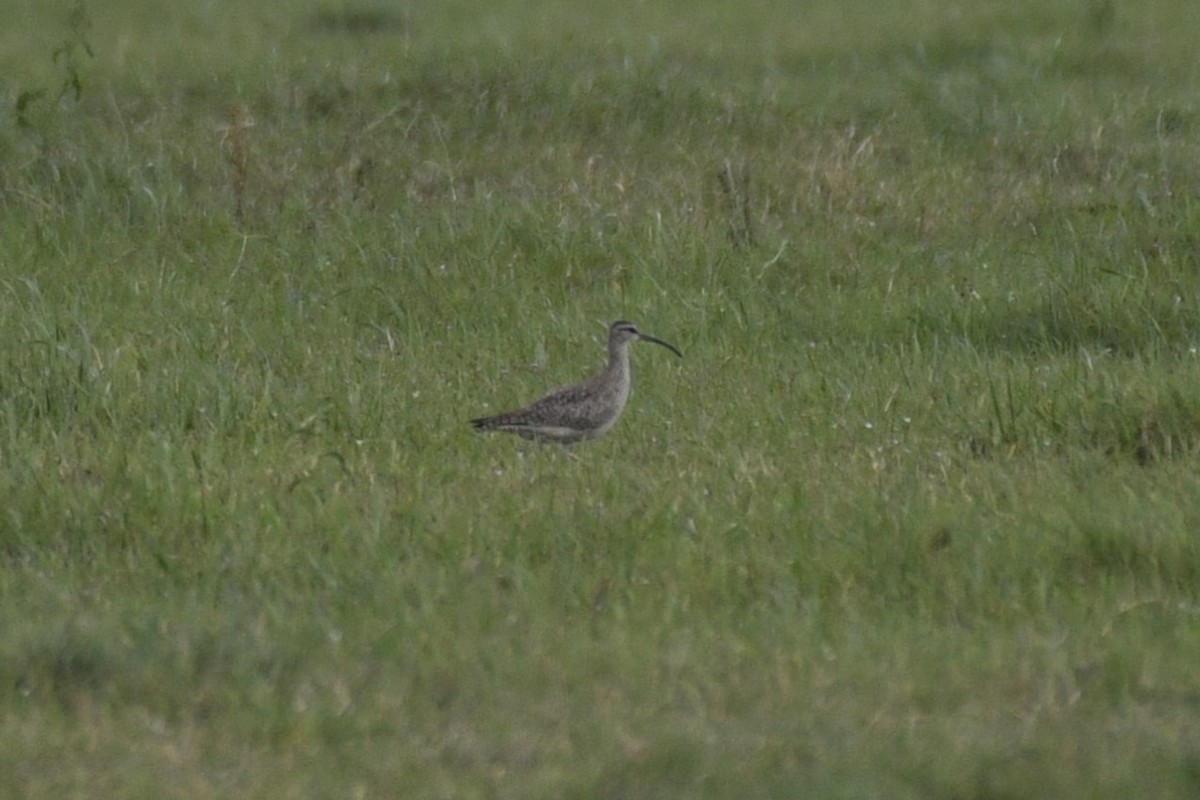 Whimbrel (Hudsonian) - Doug Vine