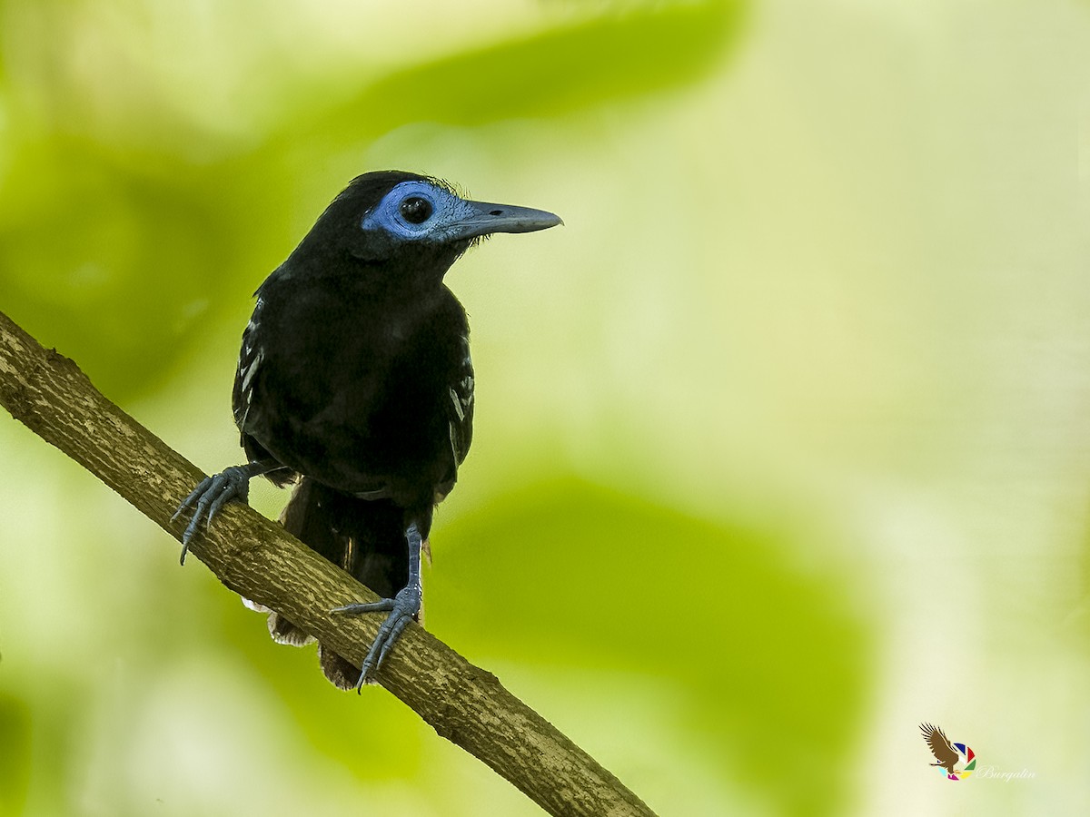 Bare-crowned Antbird - ML604144211