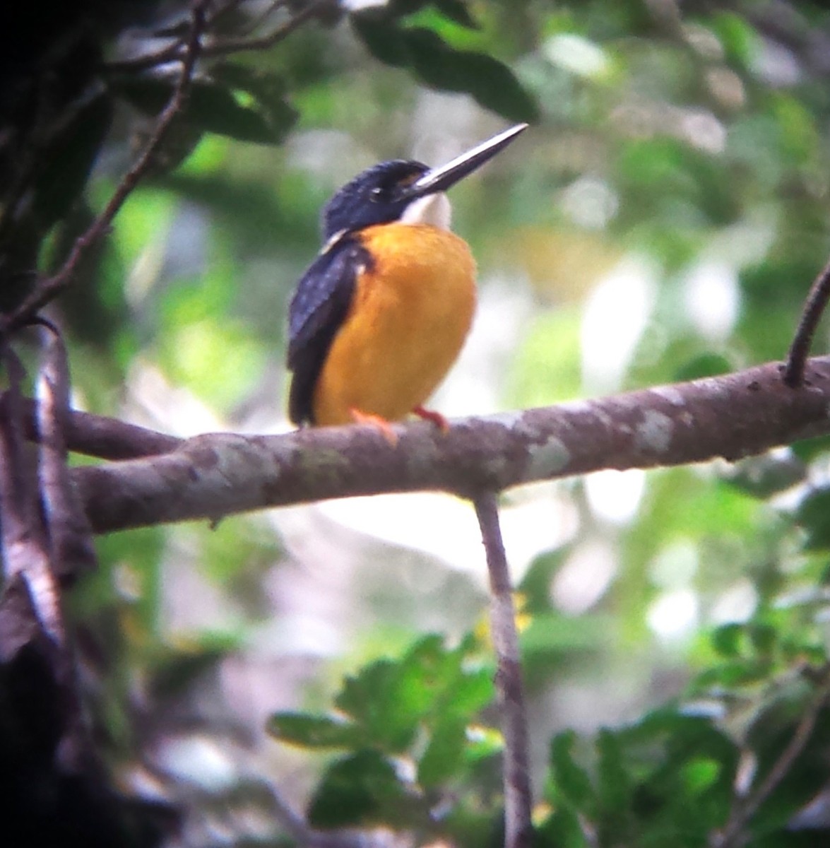 Papuan Dwarf-Kingfisher - ML604144571