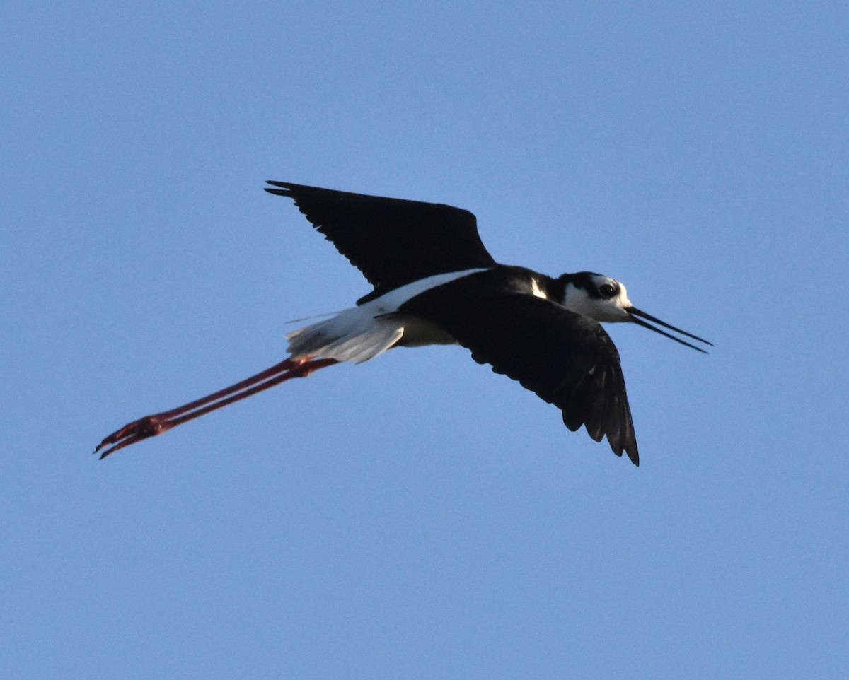 Black-necked Stilt - Alec Andrus