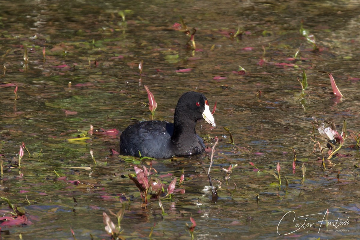 American Coot - Ida & Carlos Furtado