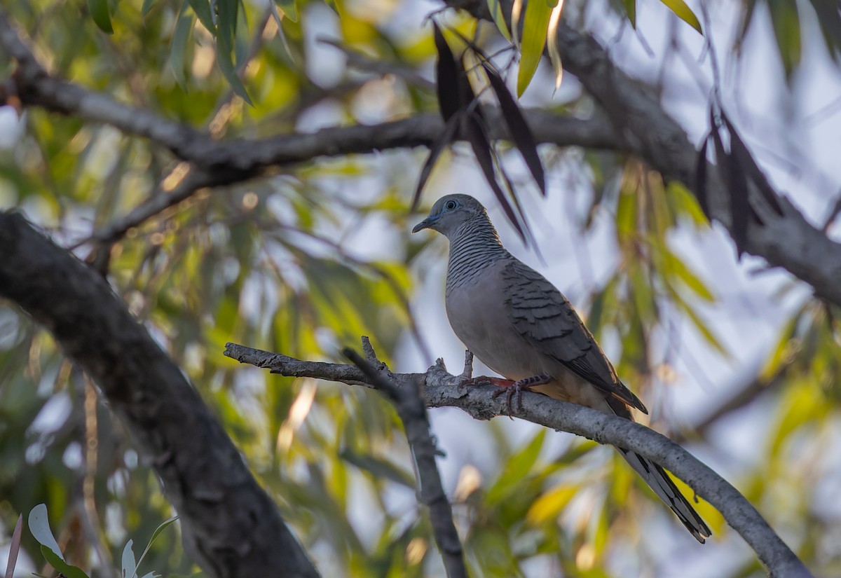 Peaceful Dove - ML604145851