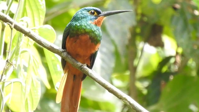 Coppery-chested Jacamar - ML604146231