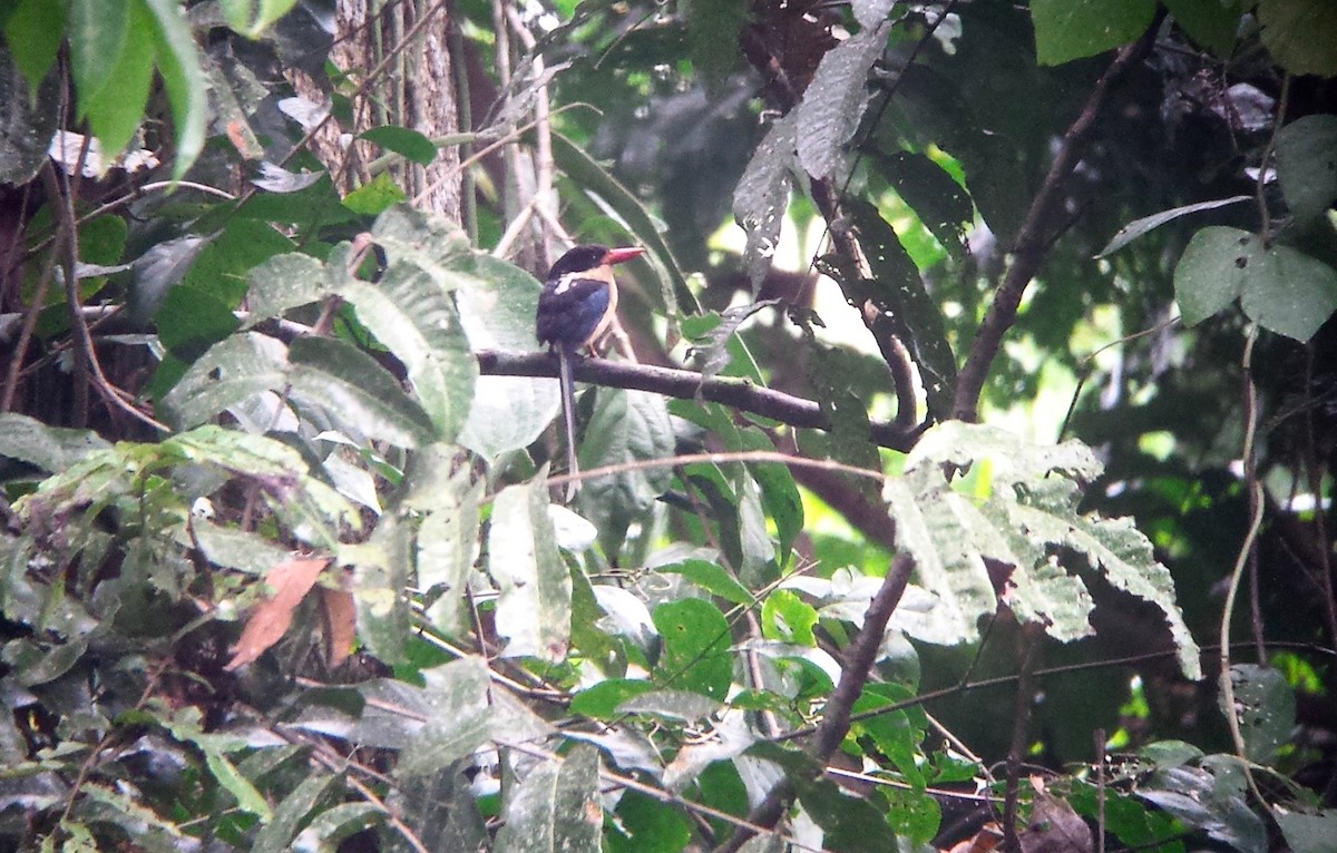 Black-capped Paradise-Kingfisher - ML604146271