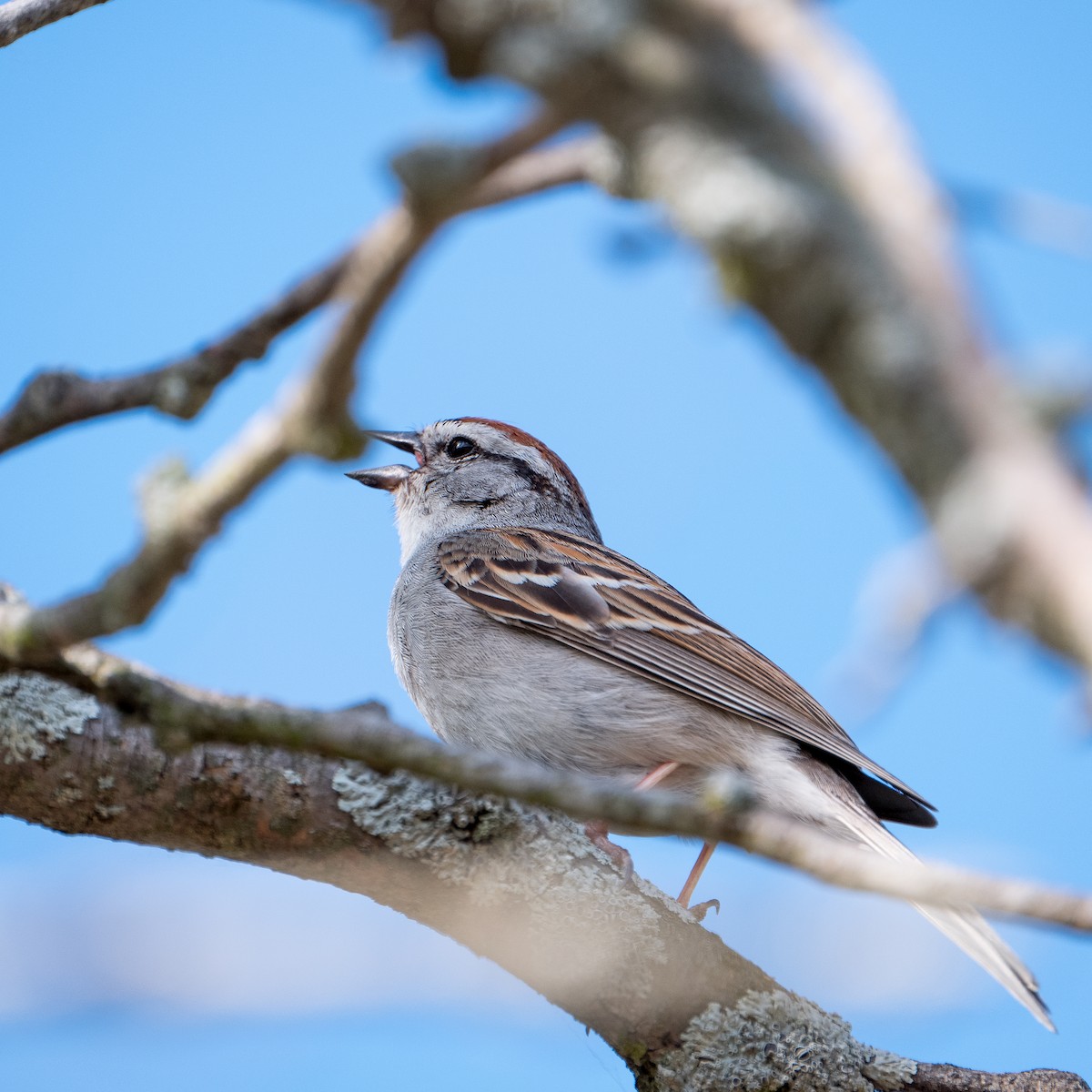 Chipping Sparrow - ML604148411