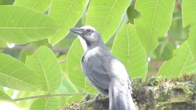 Bluish-gray Saltator - ML604149491