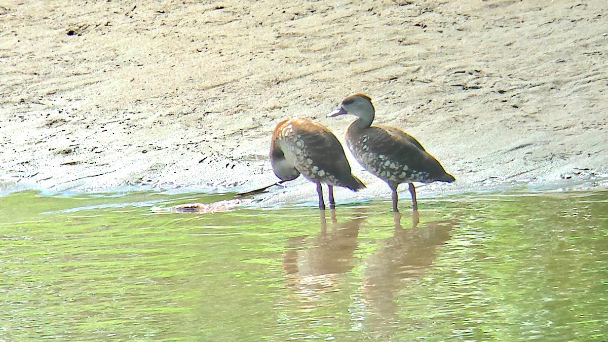 Spotted Whistling-Duck - ML604149611