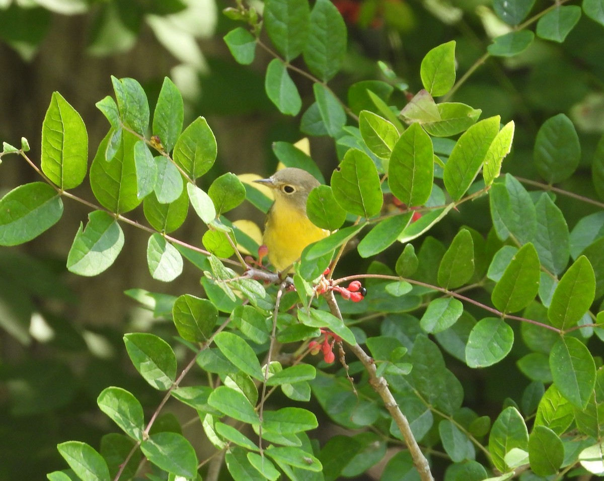 Nashville Warbler - ML604149981