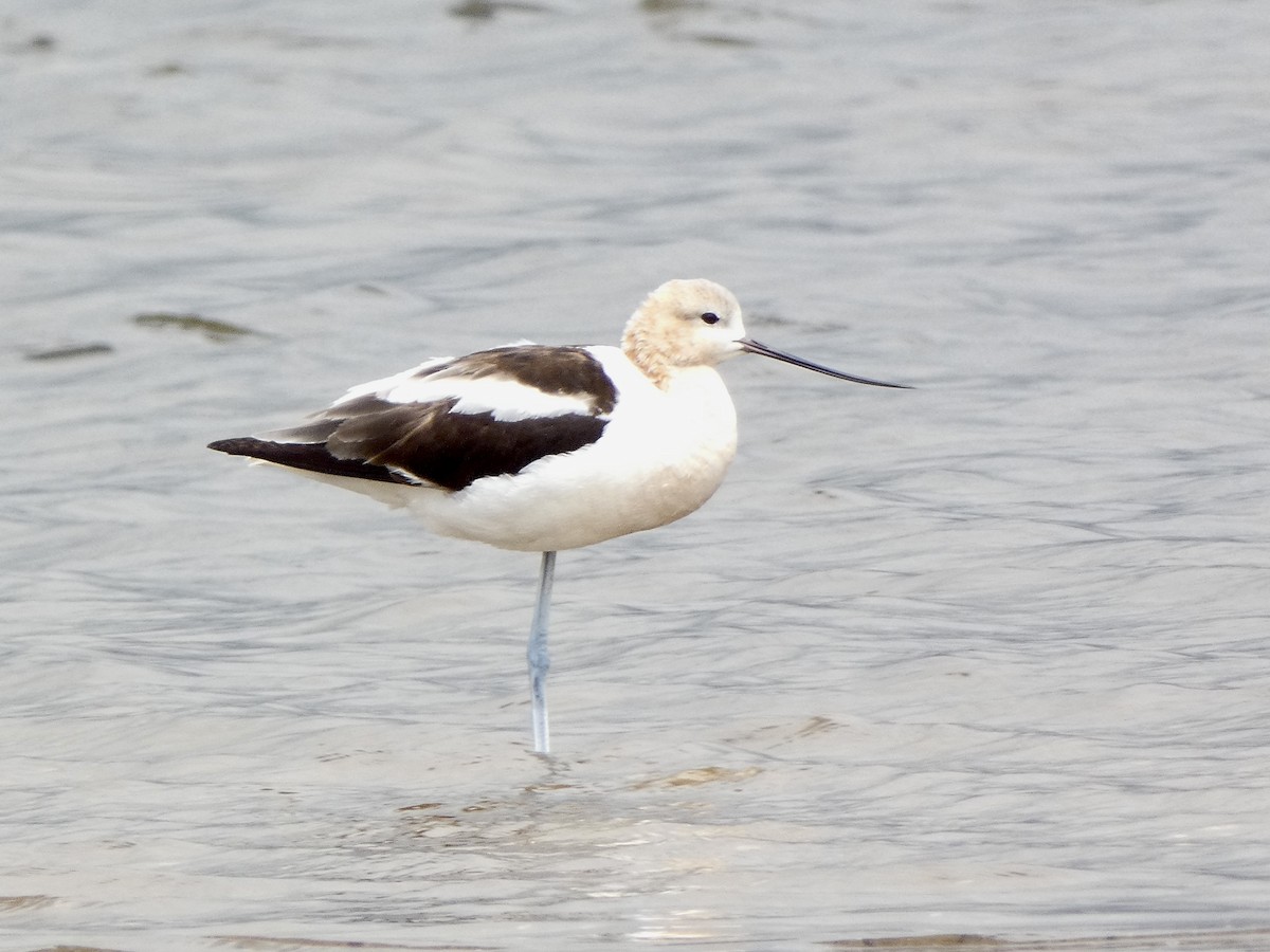 Avocette d'Amérique - ML604150201