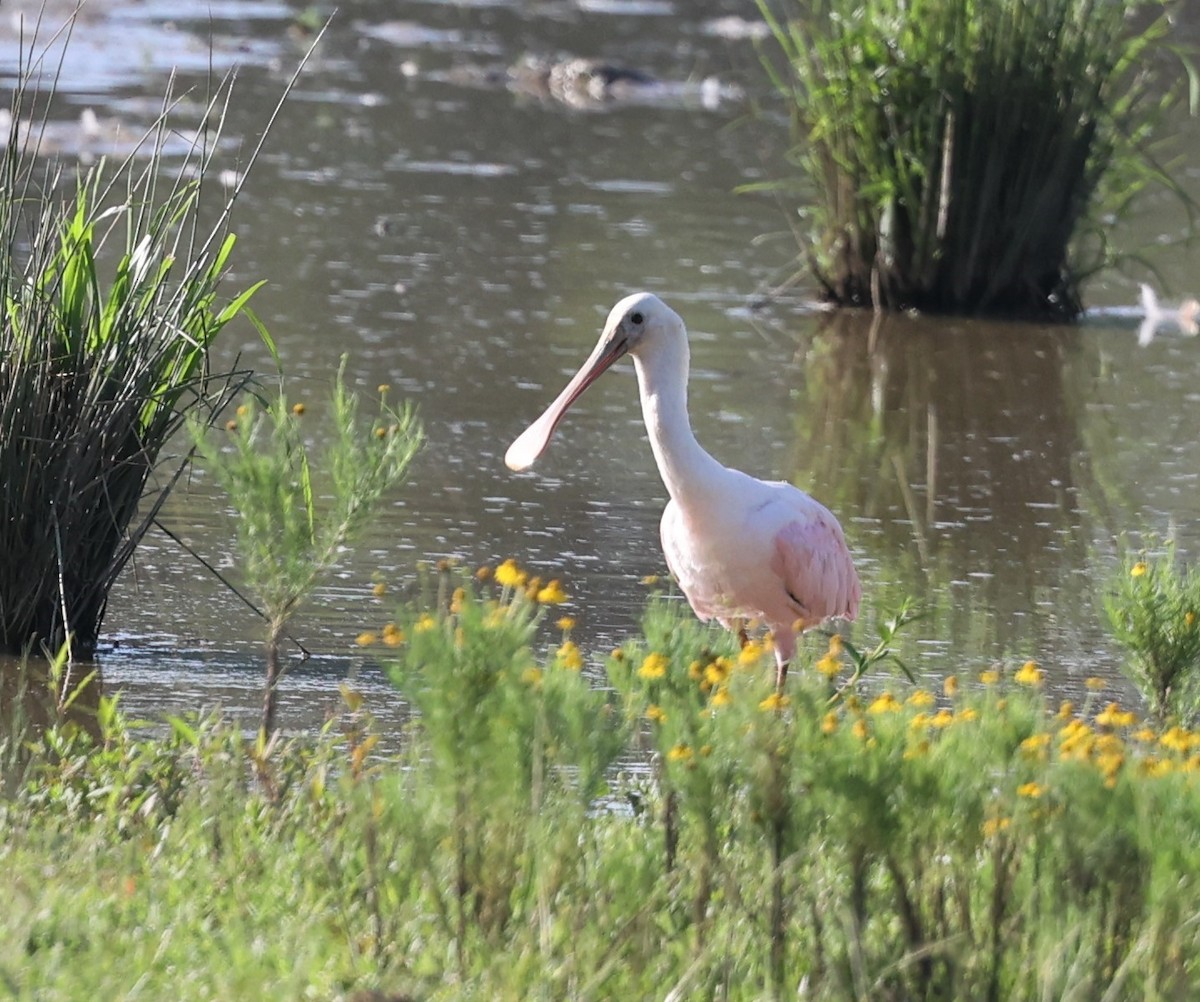 Roseate Spoonbill - Dawn Lloyd