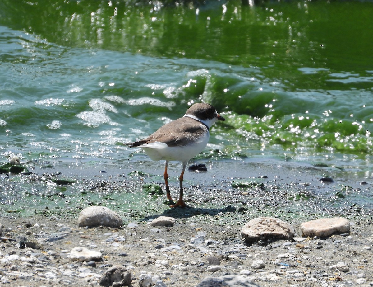 Semipalmated Plover - ML604151191